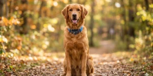 Best Collar For Dog Training