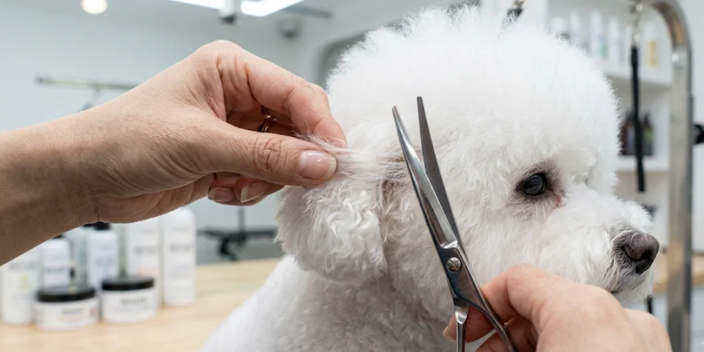 Bichon Frise Haircut