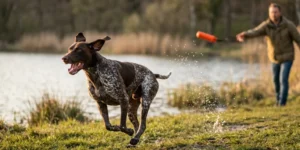 German Shorthaired Pointer