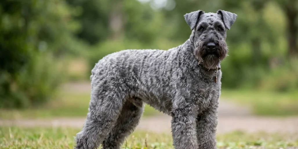 Kerry Blue Terrier Breed Guide