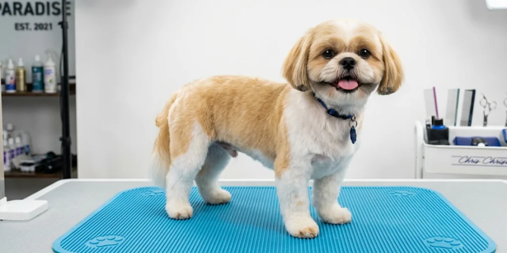 Shih Tzu Haircut