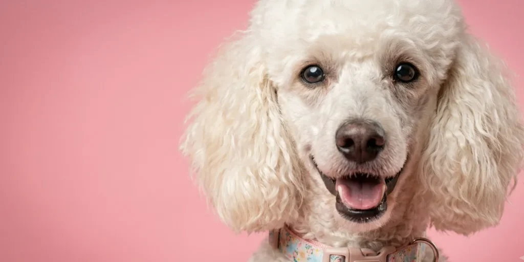 Small Dog with Stylish Collar