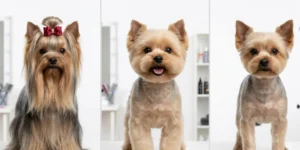 Yorkie Haircut