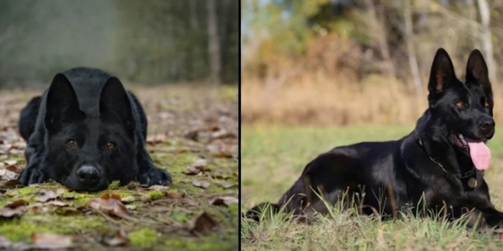 Black German Shepherd