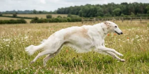 Borzoi