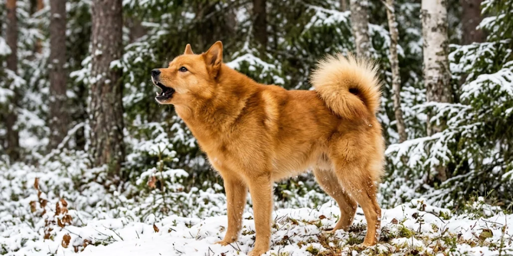Finnish Spitz