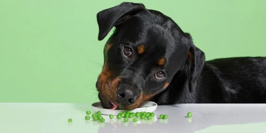 Can Dogs Eat Peas