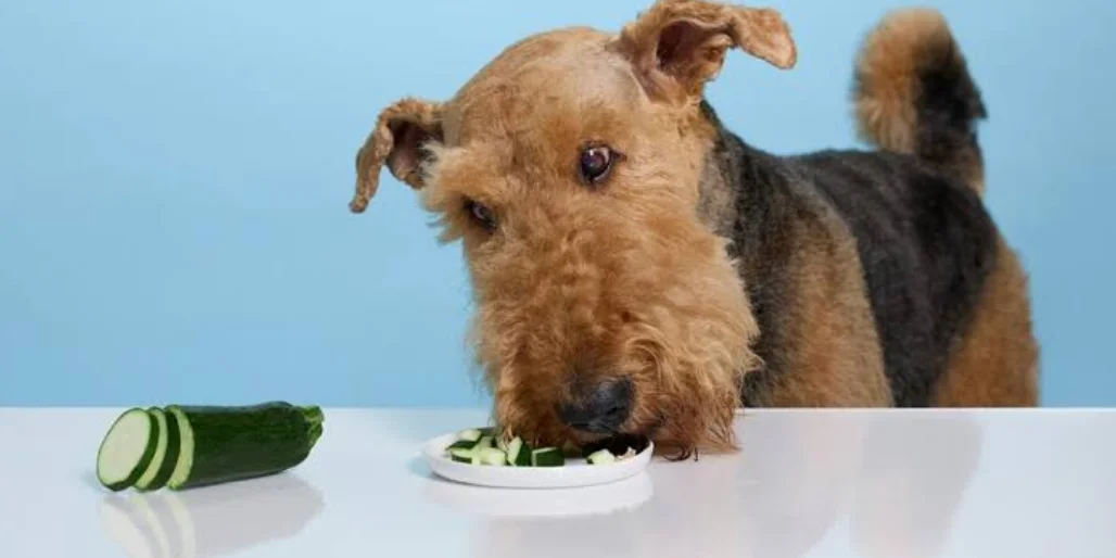 Can Dogs Eat Zucchini
