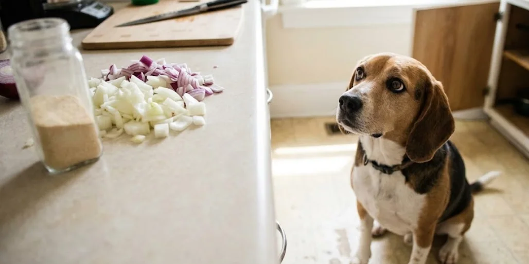 Dog Ate Onions