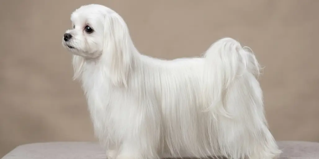Maltese