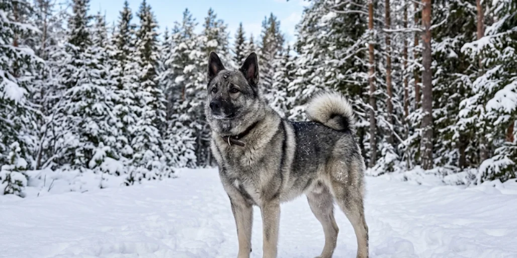 Norwegian Elkhound