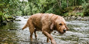 Otterhound