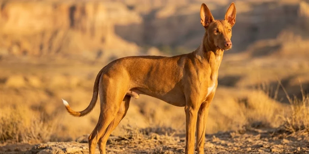 Pharaoh Hound