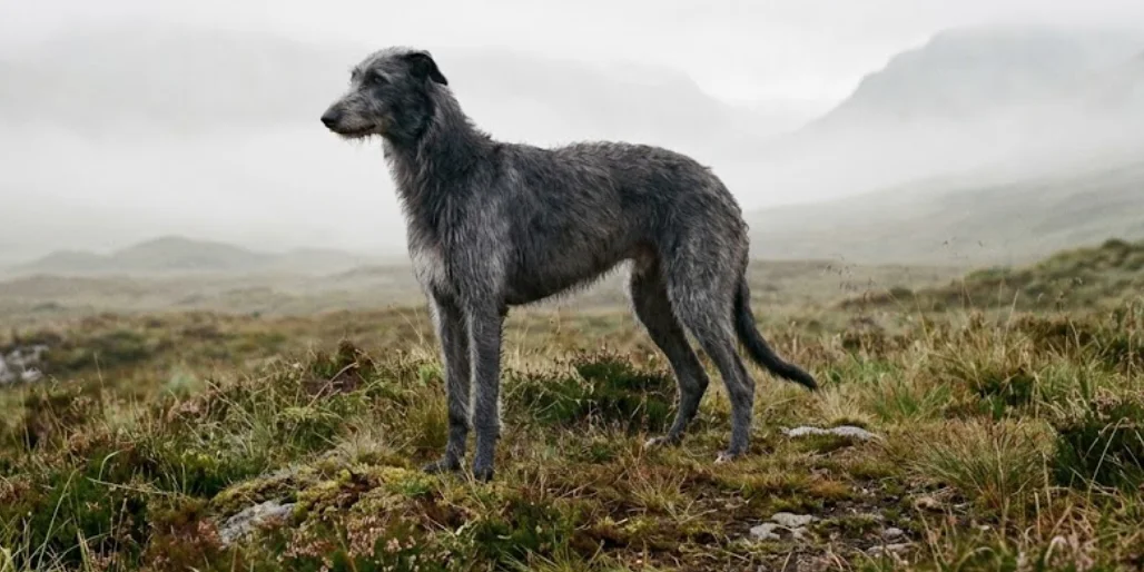 Scottish Deerhound