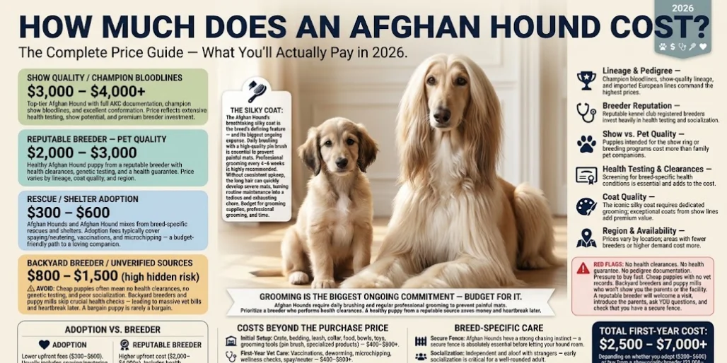 How Much Does an Afghan Hound Cost